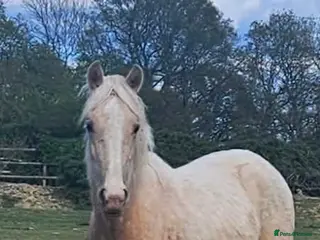 Welsh Section D horses Welsh sec d colt - Advert 6