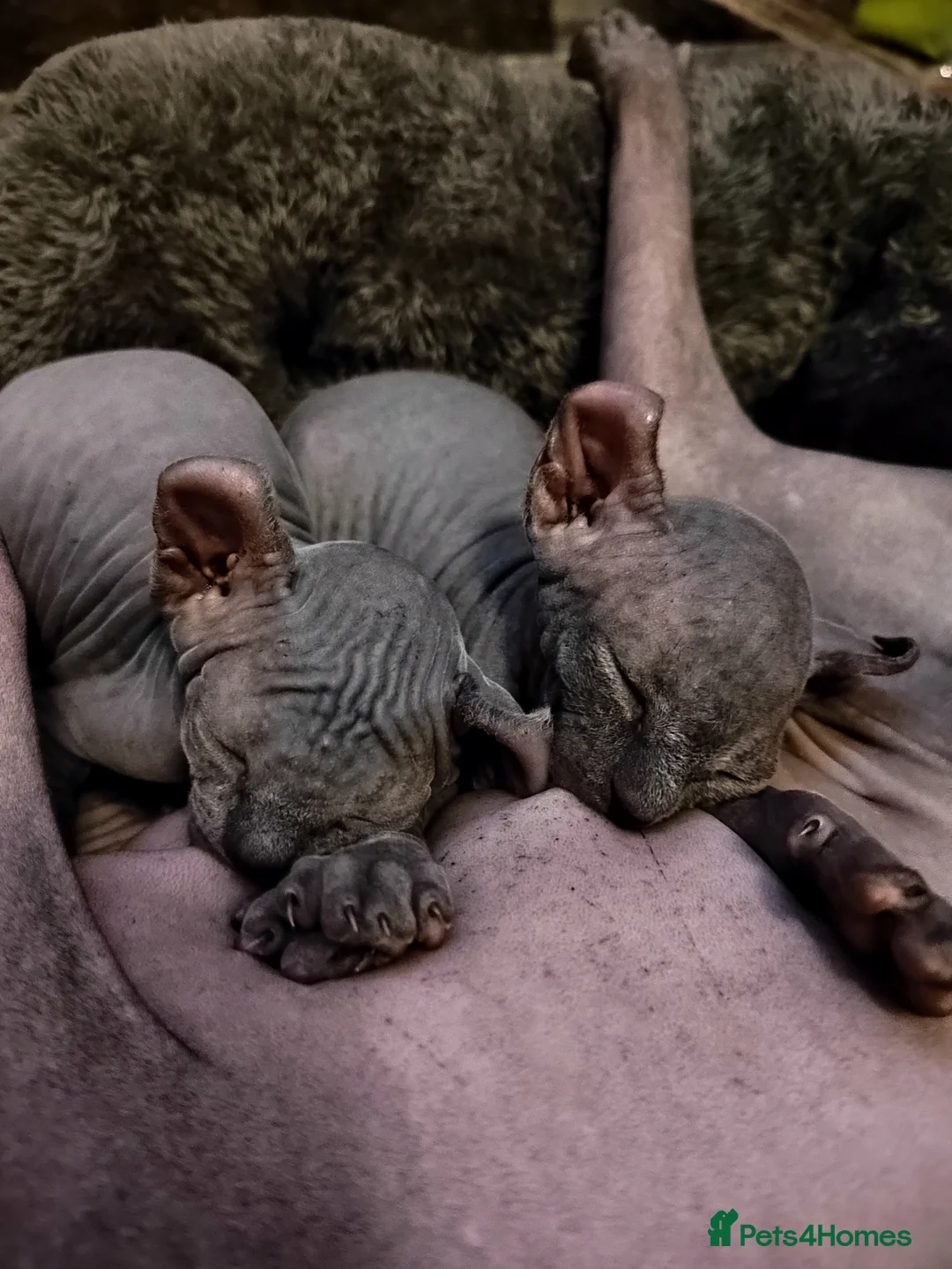 Sphynx cats for sale: Pair of Silver-Blue Elf Sphynx  - Advert 8