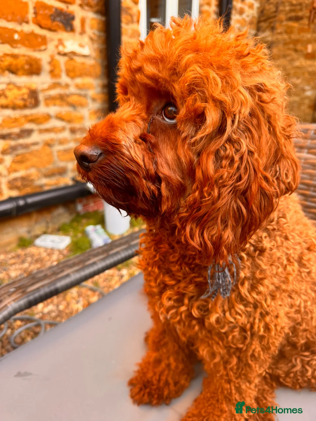 Australian Labradoodle dogs for sale: Double Doodles ( Australian mini labradoodles) - Advert 27