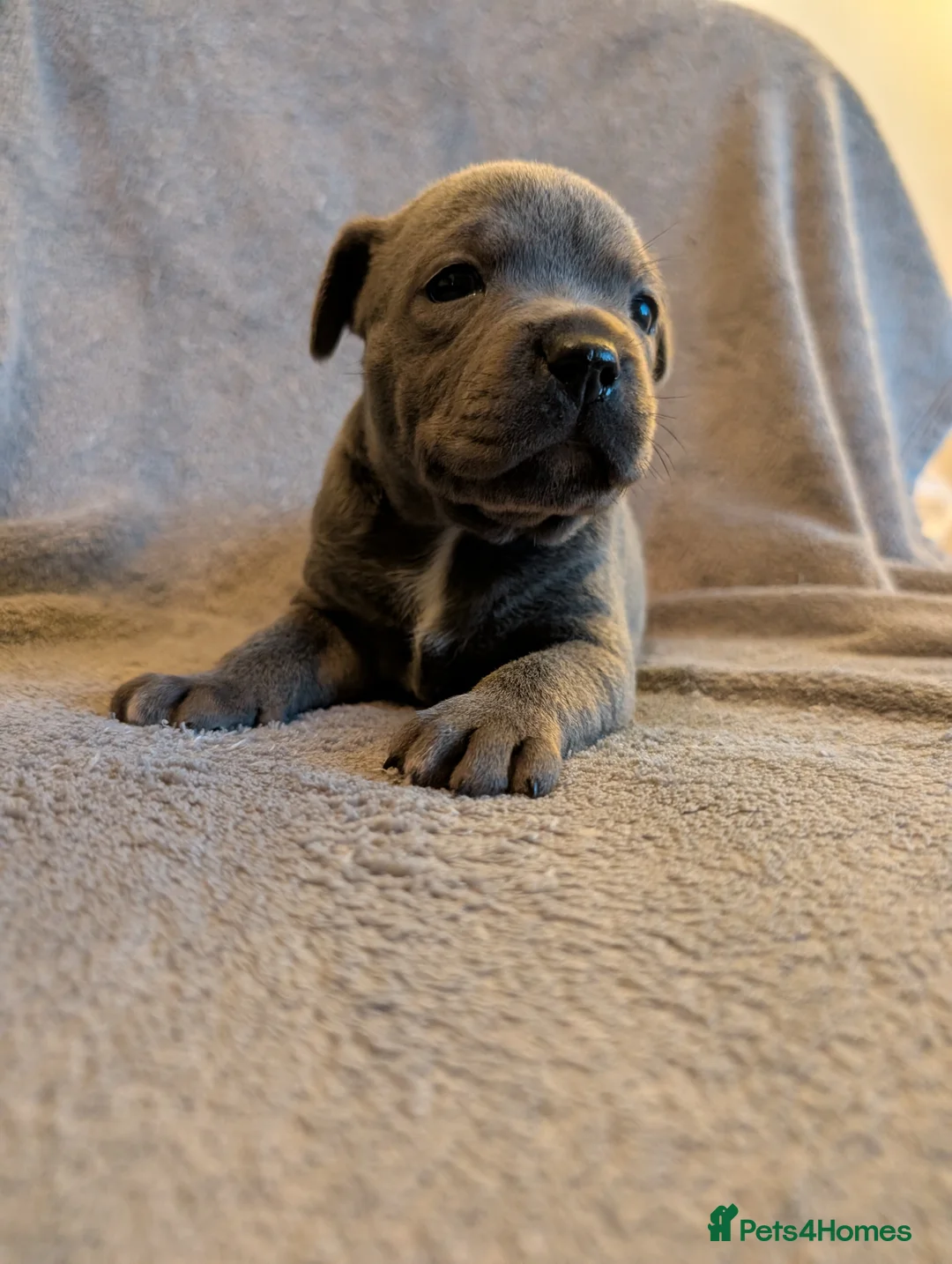 Staffordshire Bull Terrier dogs for sale: Blue Staffordshire Bull Terrier puppies for sale in Ashford - Advert 2