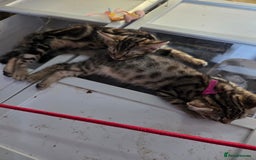 Bengal cats for sale: Bencoons, Bengal mum Maincoon Dad - Image 7
