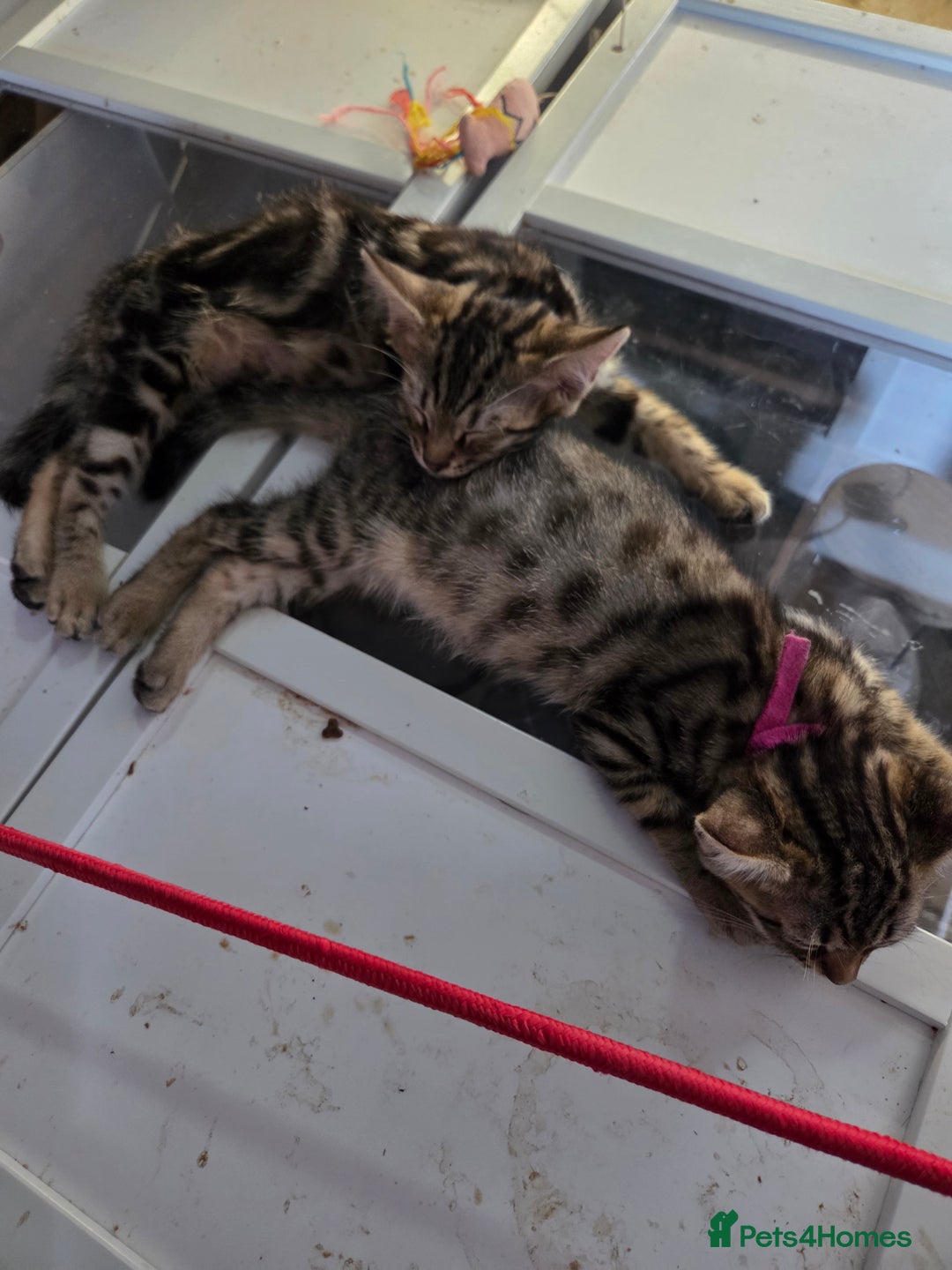 Bengal cats for sale: Bencoons, Bengal mum Maincoon Dad - Image 7