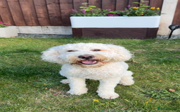 Cockapoo dogs for stud: Reggie F2B Cockapoo For Stud - Image 2