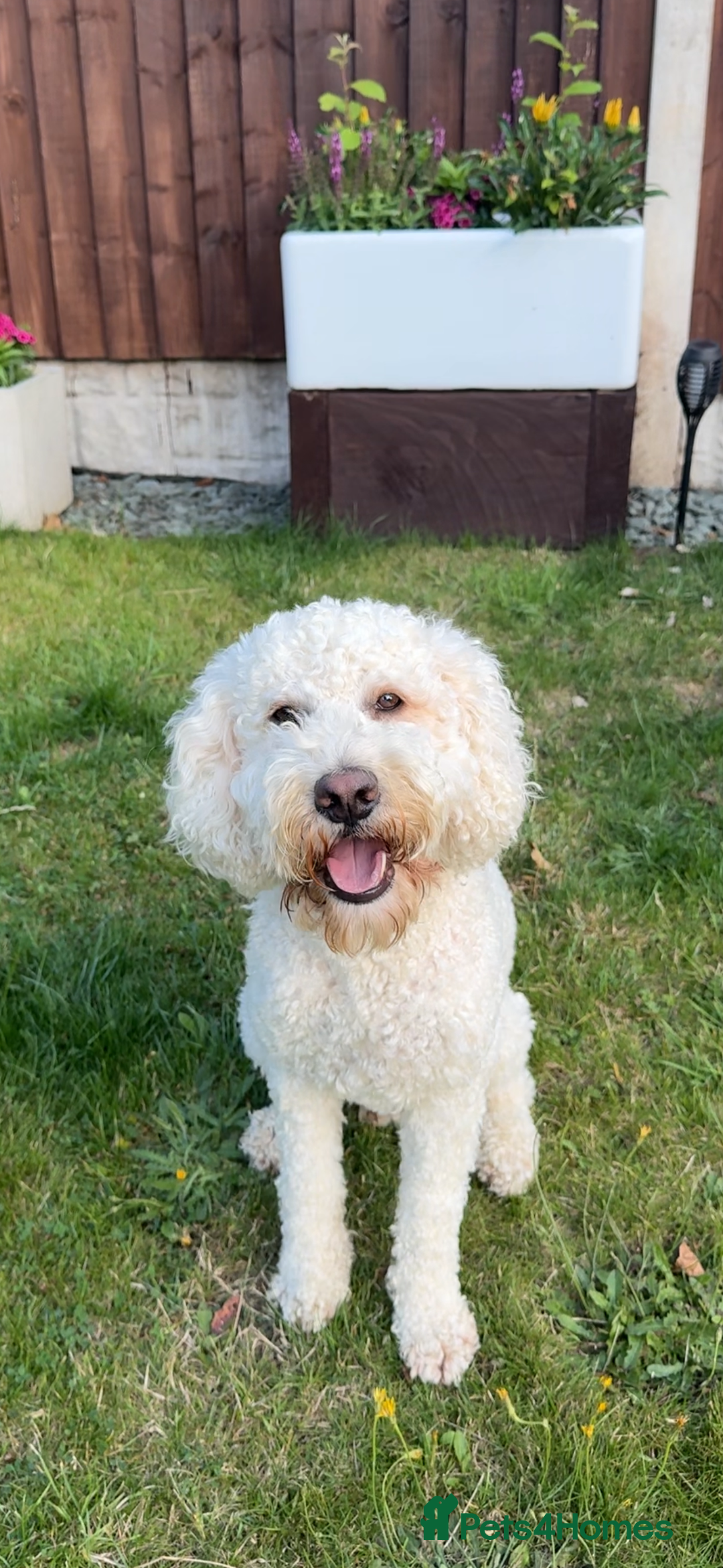Cockapoo dogs for stud: Reggie F2B Cockapoo For Stud - Image 2