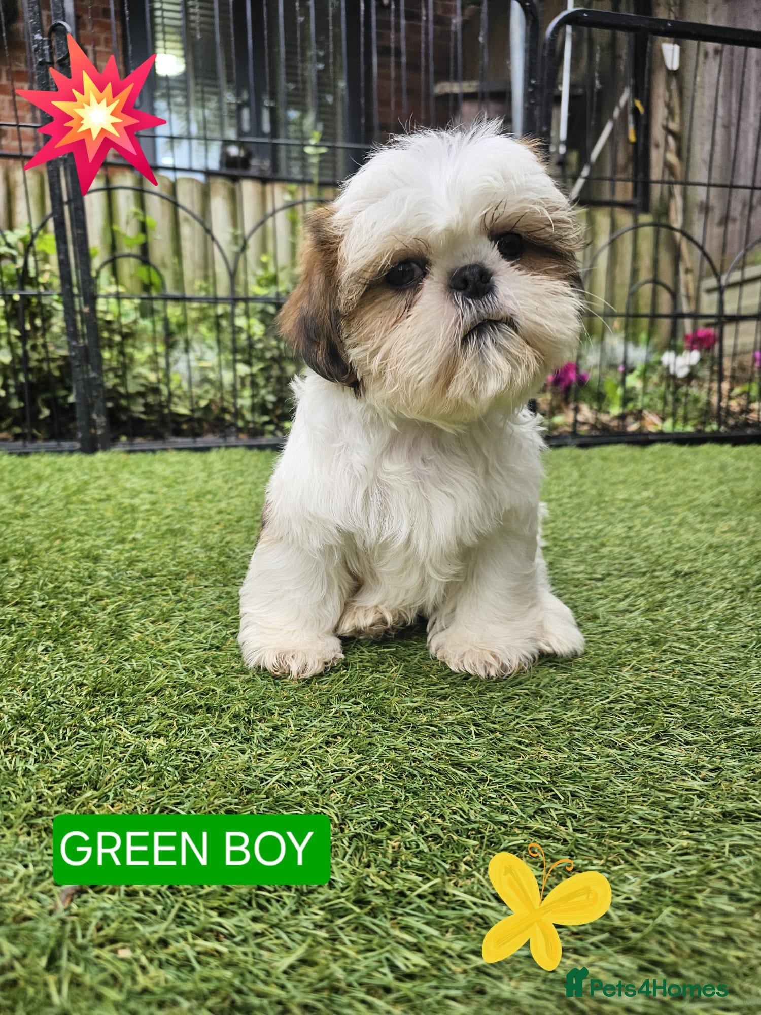 Shih Tzu dogs  💞 QUALITY STANDARD SHIH TZU COMING SOON💕 - Advert 6