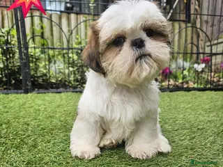 Shih Tzu dogs 💞 QUALITY STANDARD SHIH TZU COMING SOON💕 - Advert 1