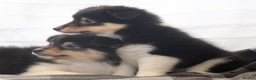 Shetland Sheepdog dogs for sale: Stunning Champions lines Tri Colour Girls  - Advert 11
