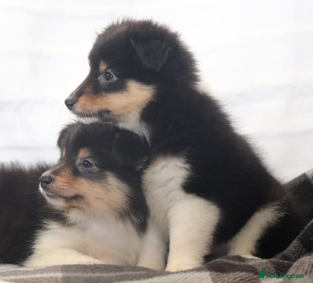 Shetland Sheepdog dogs for sale: Stunning Champions lines Tri Colour Girls  - Advert 11