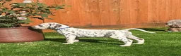 Dalmatian dogs for sale: JUST 3 BOYS LEFT READY THIS WEEK  - Advert 16