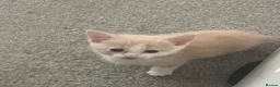 Mixed Breed cats for sale: Two gorgeous kitten ready for new homes! - Advert 5