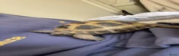 Tortoise reptiles for sale: Female Horsefield tortoise  in Thame - Advert 3