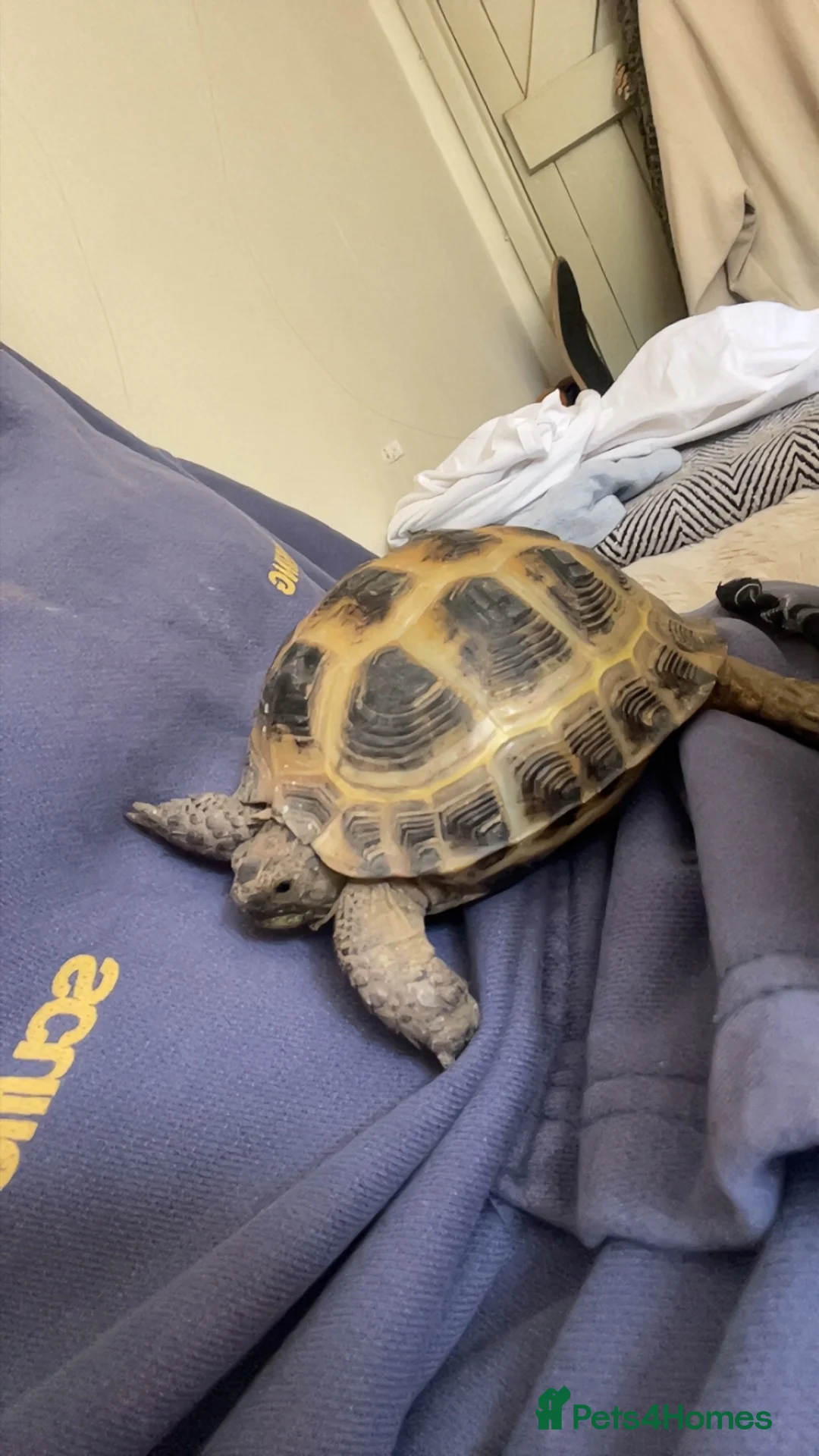 Tortoise reptiles for sale: Female Horsefield tortoise  in Thame - Advert 3