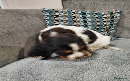 Sprocker dogs for sale: *BEAUTIFUL SPROKER PUPPIES * - Advert 14