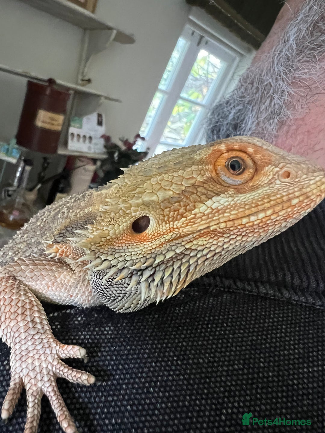 Bearded Dragon reptiles for sale: 1.5 year old Bearded dragon with kit - Image 1