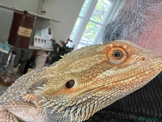 Bearded Dragon reptiles for sale - Advert 1