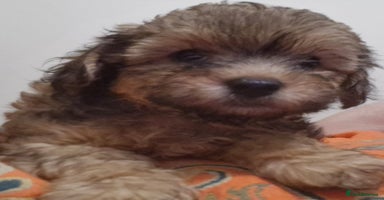 Mixed Breed dogs - Advert 4