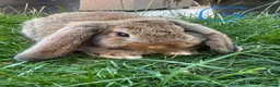 Mini Lop rabbits for sale: Mini Lop Rabbits For Sale  - Advert 18