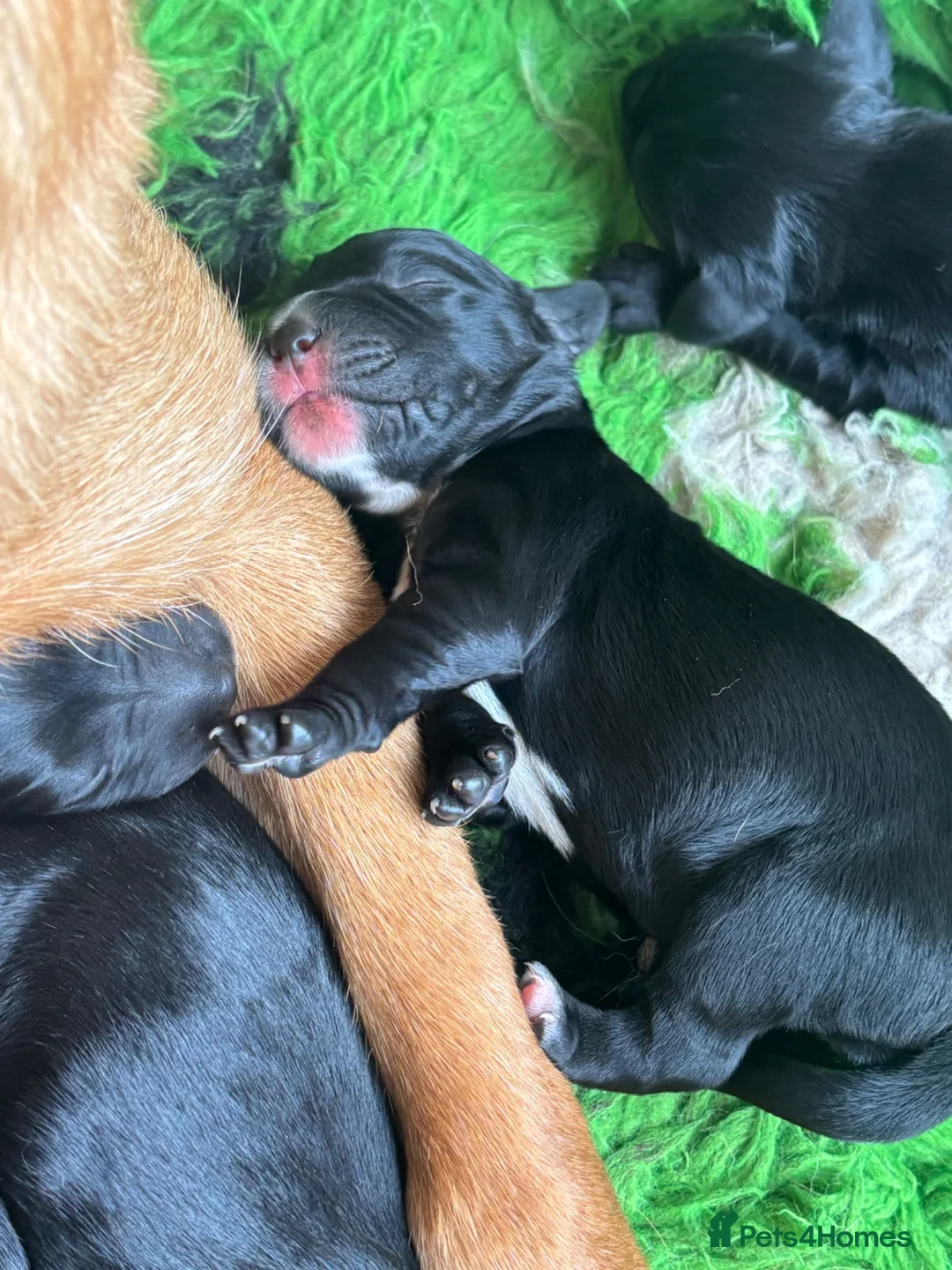 Springador dogs for sale: Lovely springerdor puppies  in Denbigh - Advert 2