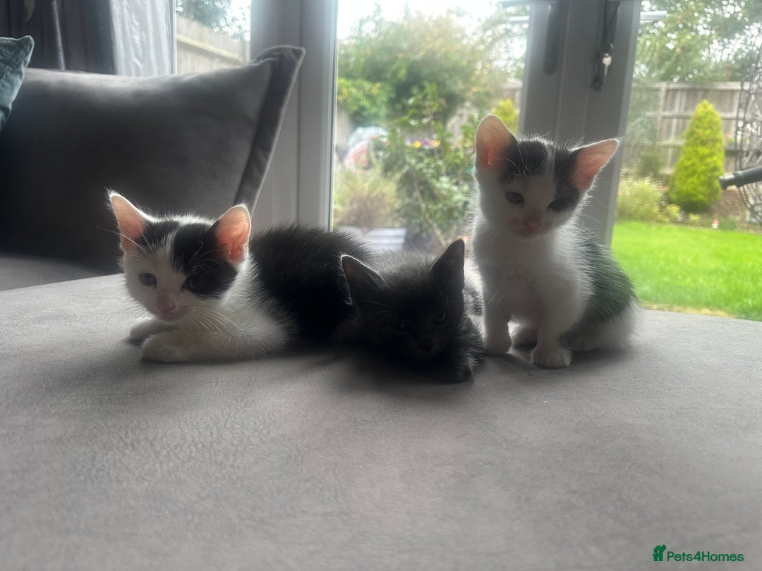 Ragdoll cats for sale: Male kittens  - Image 8