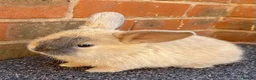 Mini Lop rabbits for sale: STINNING PURE BREED MINI LOPS AMAZING COLOURS - Advert 3