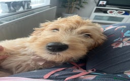 Goldendoodle dogs for sale: Our beautiful bailey the goldendoodle ❤️ - Image 3