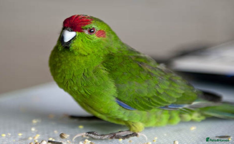 Mixed Breed birds - Advert 12