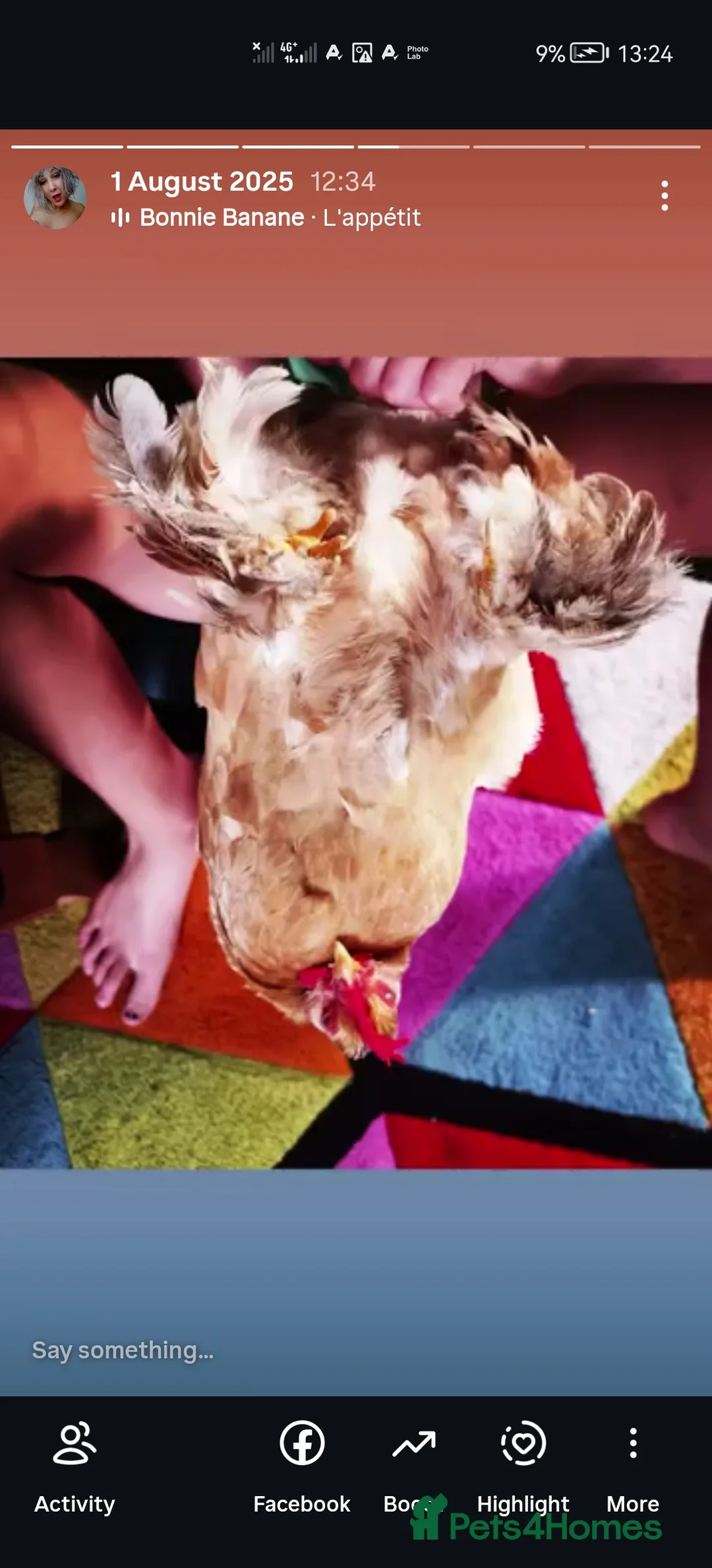 Chickens poultry for sale: Perkin Bantum  - Advert 2