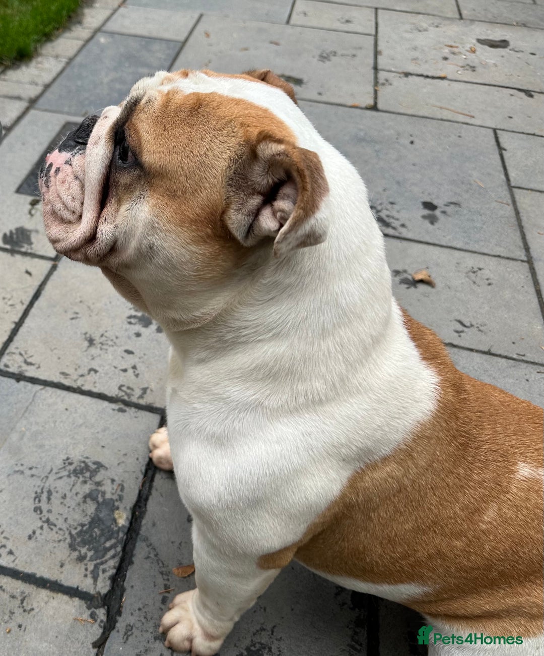English Bulldog dogs for sale: Beautiful healthy pet female bulldog 2.5yrs old - Advert 2