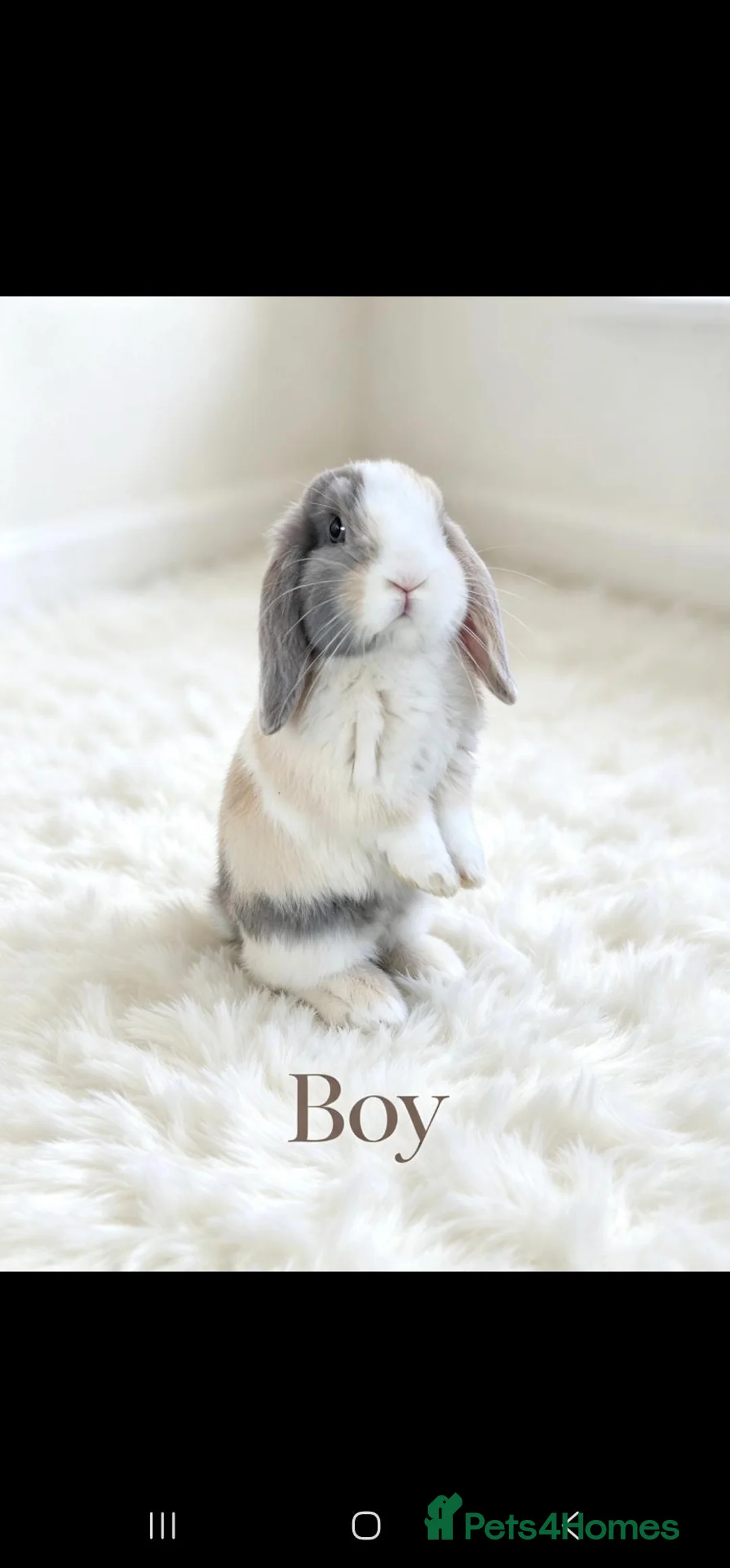 Mini Lop rabbits for sale: 4 adorable bunnies  in Leicester - Advert 1
