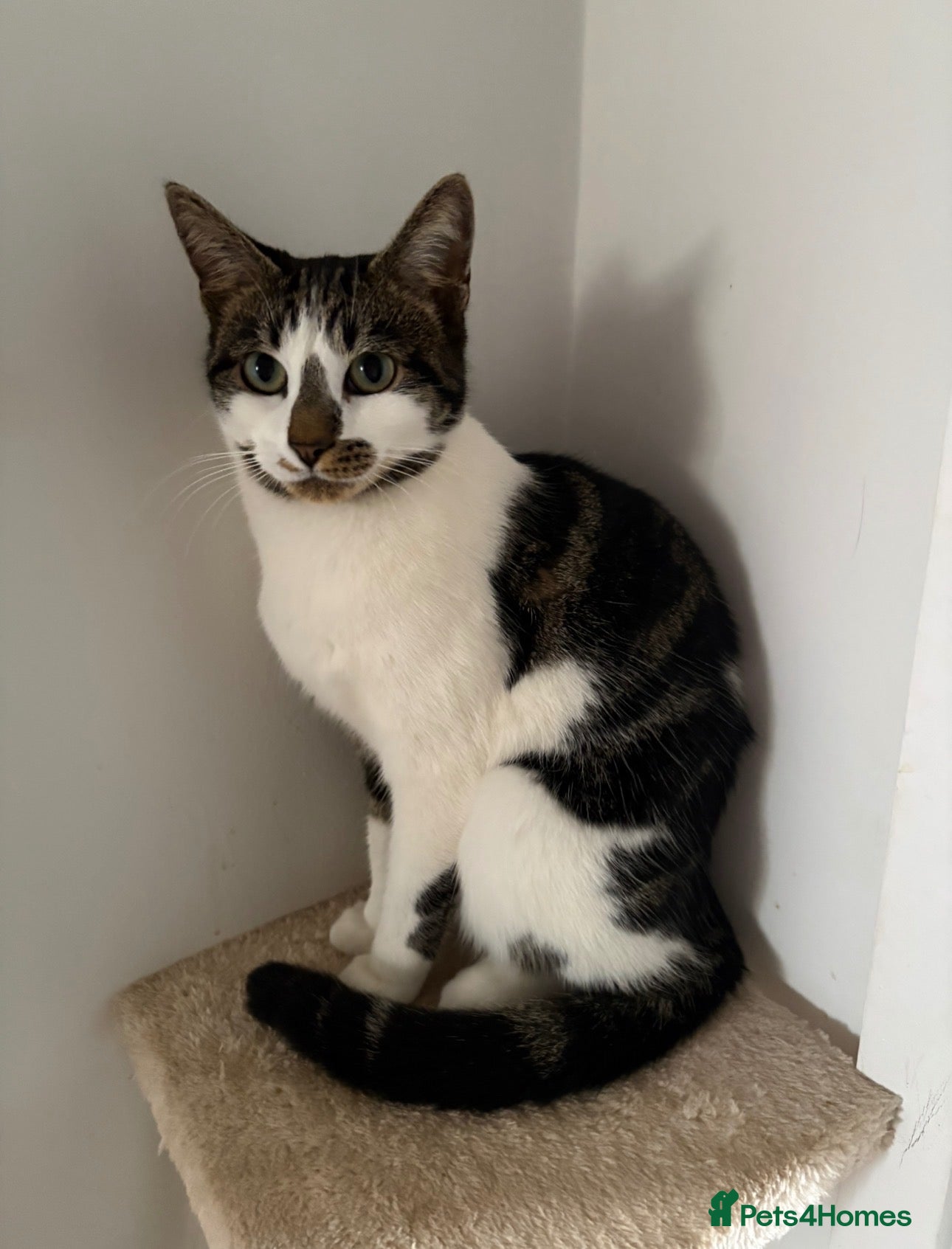 Mixed Breed cats for sale: Shiva, 2.5 year old cat - Advert 5