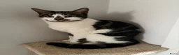 Mixed Breed cats for sale: Shiva, 2.5 year old cat - Advert 1