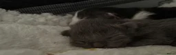 Maine Coon cats for sale: Maine coon kittens Tica registered parents  - Advert 7