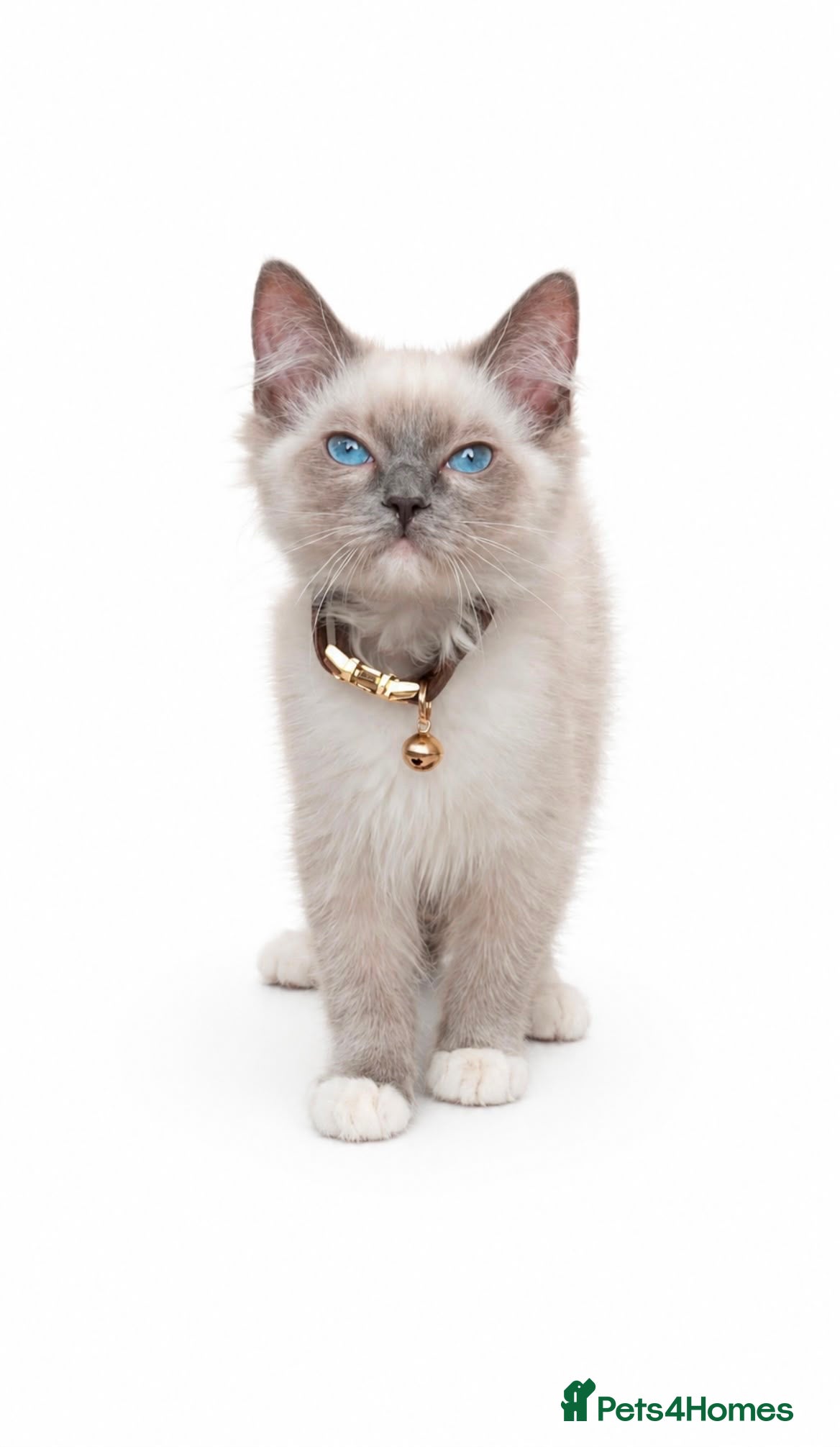 Ragdoll cats 🤩male ragdoll🤩 - Advert 1
