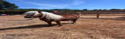 Shetland pony horses for sale: Ronnie and Reggie looking for their forever home in Hatfield - Advert 5