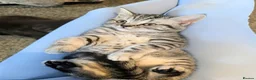Scottish Fold cats for sale: 🩵🩷Scottish fold babies ready to leave now🩷🩵 - Advert 19