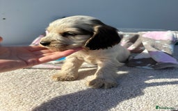 Cocker Spaniel dogs for sale: Show Cocker Spaniel puppies - Image 16
