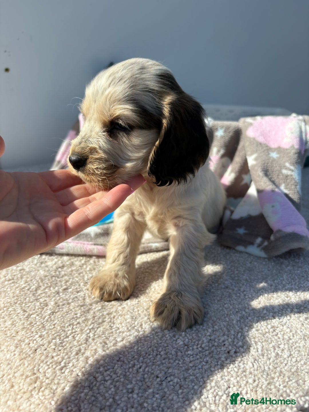 Cocker Spaniel dogs for sale: Show Cocker Spaniel puppies - Image 16