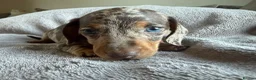 Miniature Dachshund dogs for sale: KC Registered Miniature Dachshund’s  - Advert 4