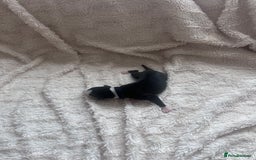 Whippet dogs for sale: Rare colours full pedigree KC Reg whippet pups  - Image 9