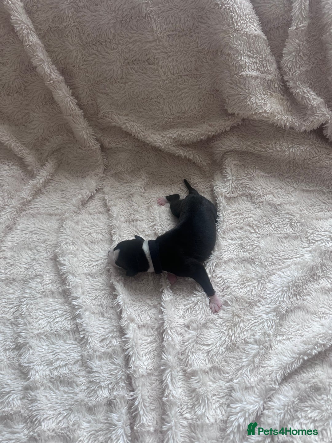 Whippet dogs for sale: Rare colours full pedigree KC Reg whippet pups  - Image 9