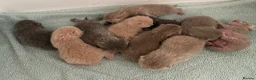 British Shorthair cats for sale: STUNNING LITTER OF RARE COLOUR KITTENS  - Advert 2