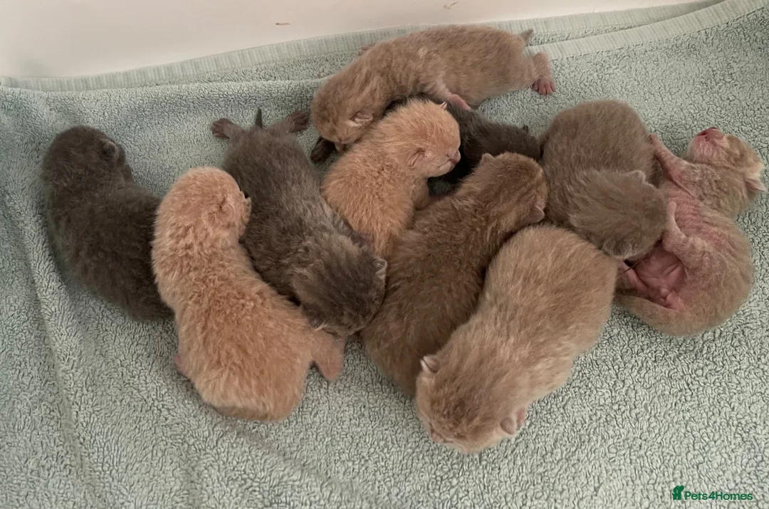 British Shorthair cats for sale: STUNNING LITTER OF RARE COLOUR KITTENS  - Advert 2