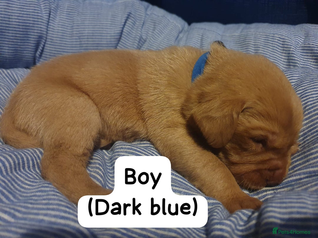 Labrador Retriever dogs for sale: Fox red labrador puppies - Advert 6