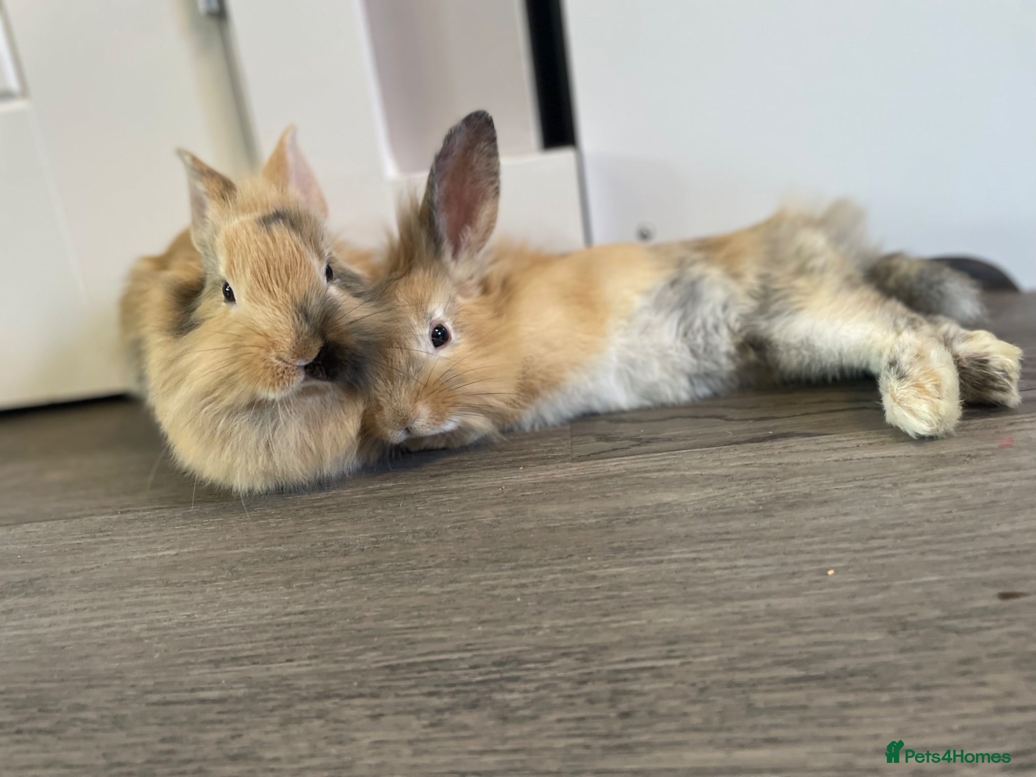 Dwarf Lop rabbits 2 dwarf lop rabbits  - Advert 2