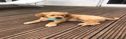 Golden Retriever dogs for sale: One Gorgeous Working Golden Retriever Puppy  in Wellington - Advert 15