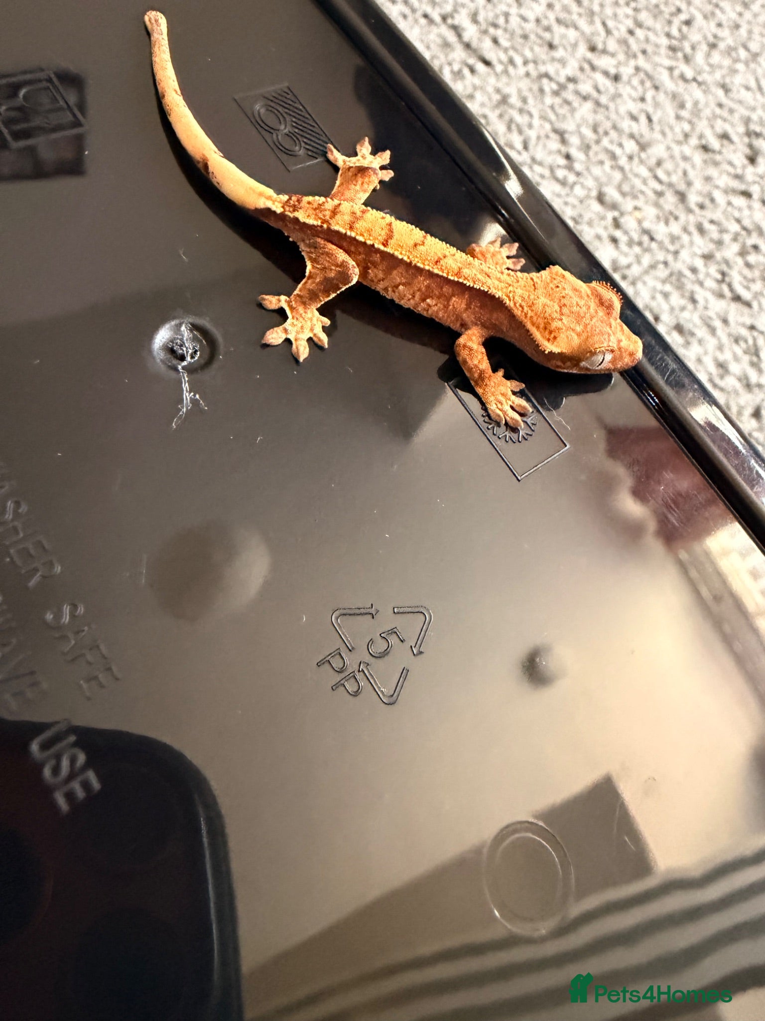 Gecko reptiles Baby crested geckos (reduced to clear) - Advert 6
