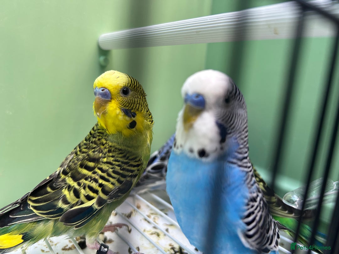 Budgerigars birds for sale: Budgies for sale, cages available, in good health - Advert 2