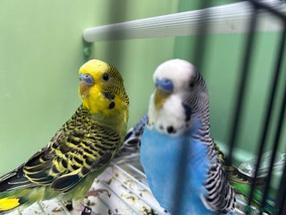Budgerigars birds Budgies for sale, all in good health - Advert 5