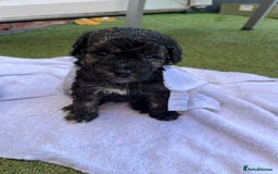 Yorkiepoo dogs for sale: Yorkiepoo cockapoo  - Image 5
