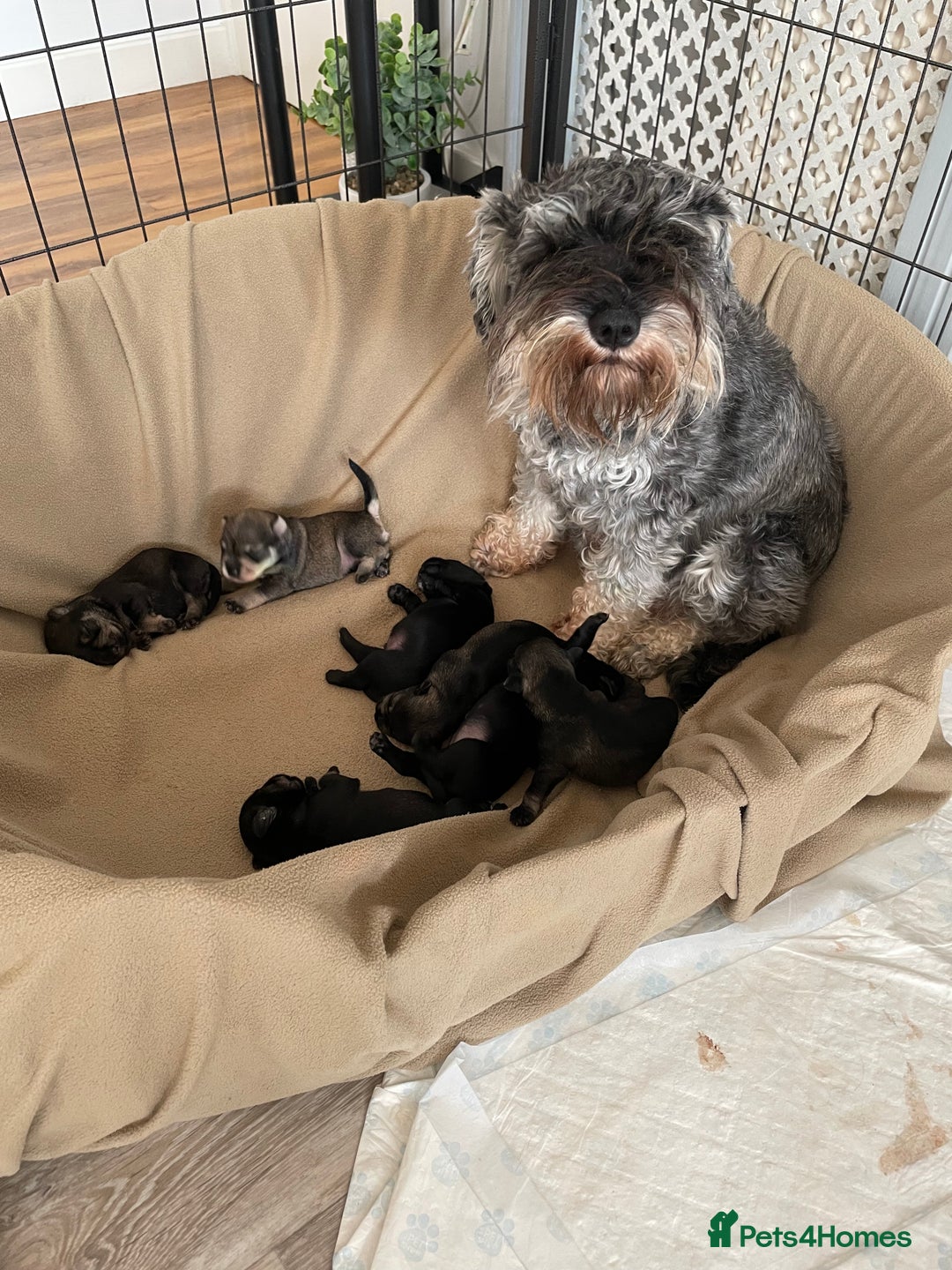 Miniature Schnauzer dogs for stud: KC reg Miniature Schnauzer Proven 'super' Stud  in Cockermouth - Advert 9